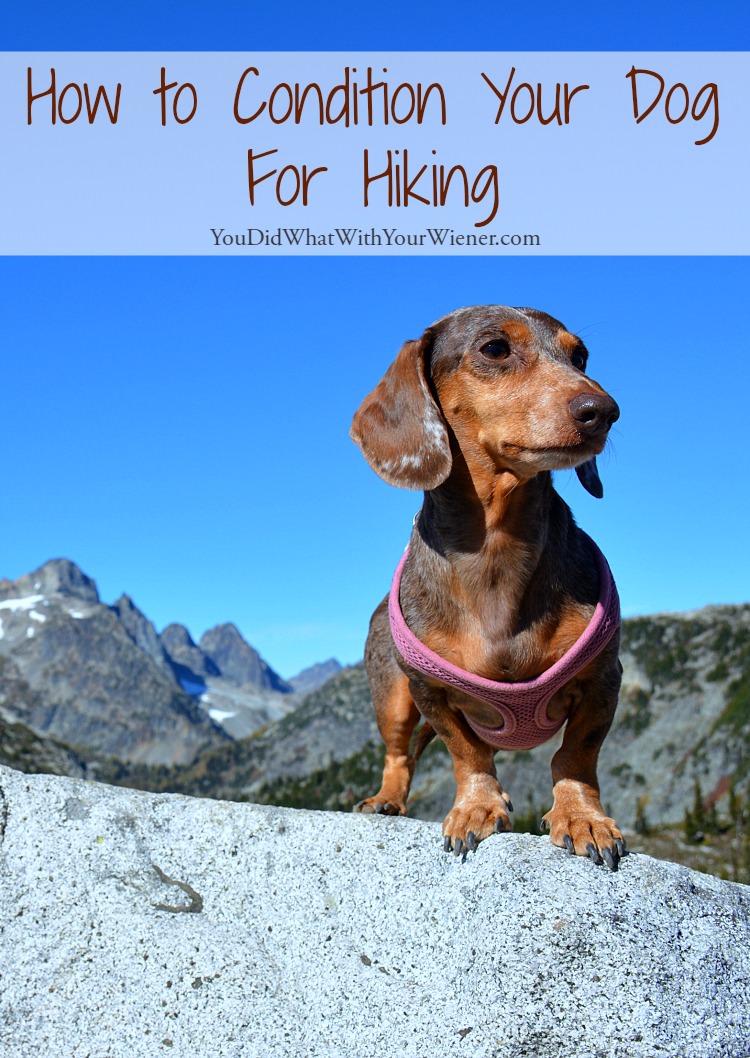 Train Your Dog to Love Hiking (Safely)