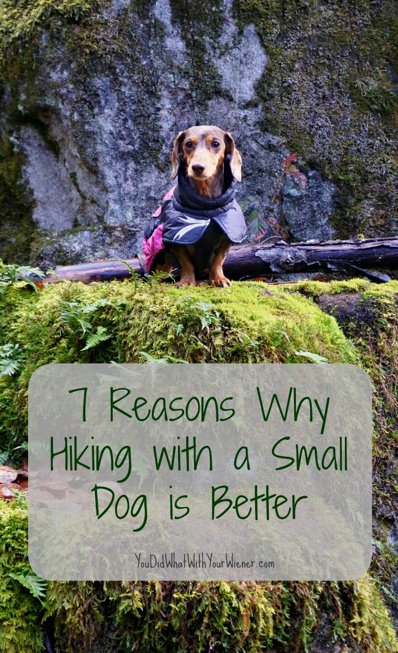Best Hiking For Dogs Near Me | ReGreen Springfield