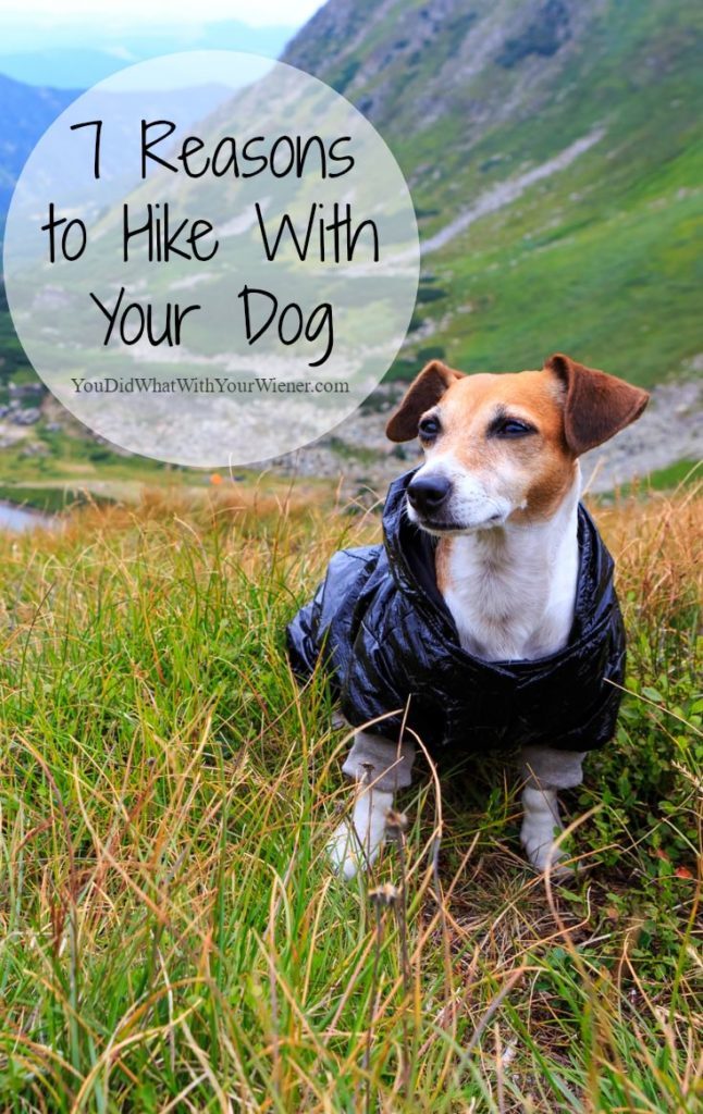 7 Reasons You Should Go Hiking With Your Dog