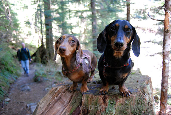 how to find dog friendly trails while on vacation