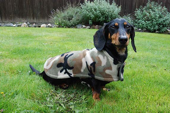 Chester the Dachshund in his Cozy Hound fleece jacket