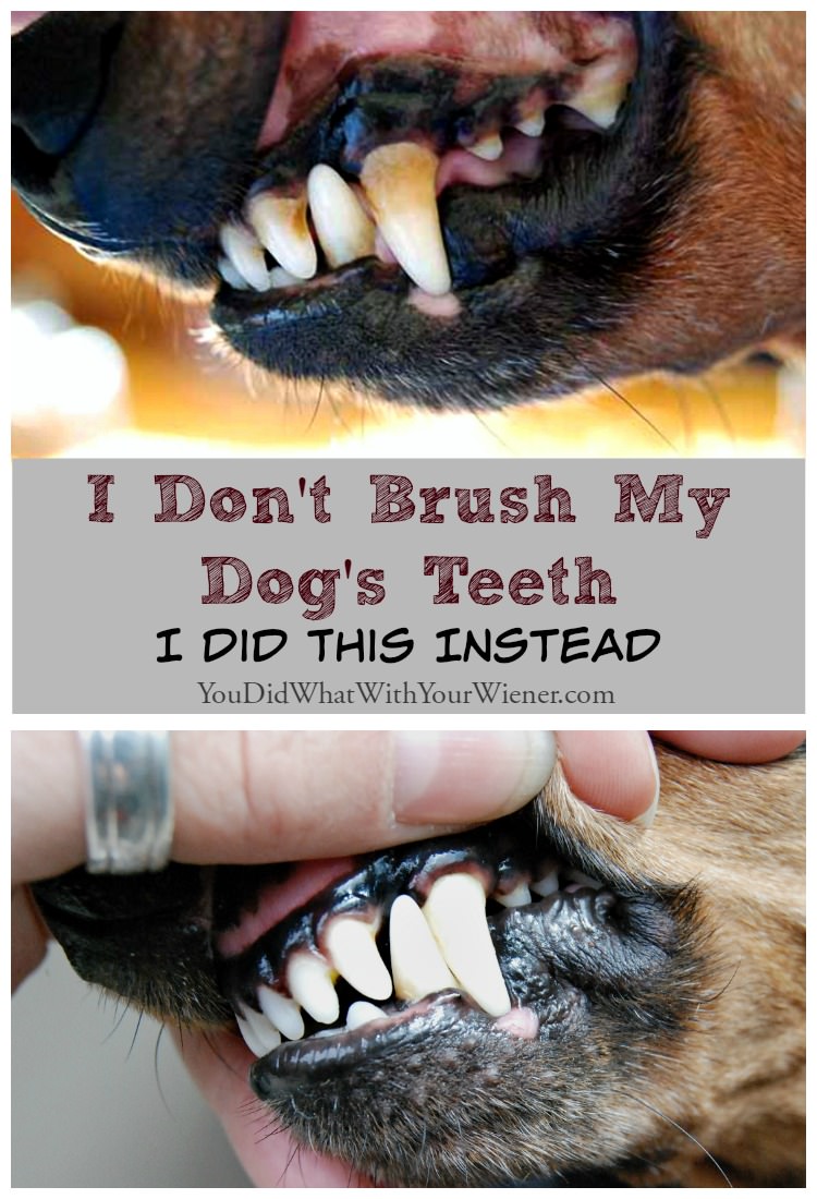 I Don't Brush My Dog's Teeth. I Did 