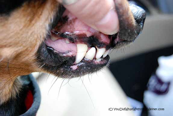 Dog's teeth after anesthesia free tooth cleaning