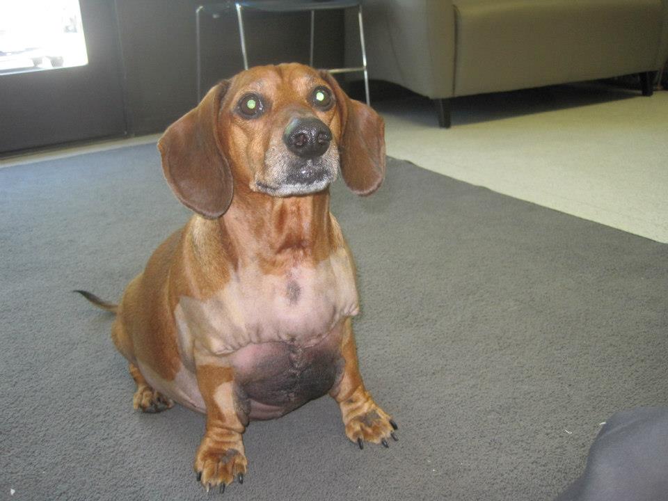 Obie After Surgery Photo courtesy Biggest Loser, Doxie Edition