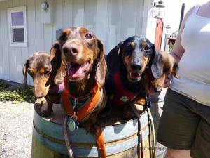 Wine Barrel Wieners