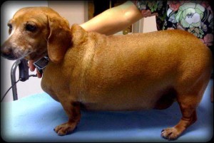 side-view-fat-dachshund