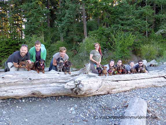 Our group of Dachshunds on the beach at Deception Pass State Park