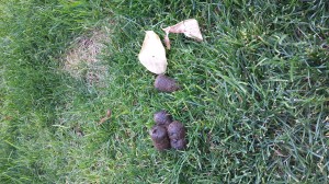 Yes, Yes I did take an actual photo of abandoned dog poop for this post.