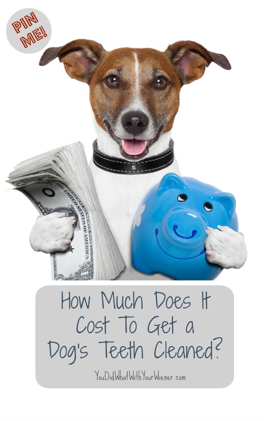 Cost of Getting Your Dogs Teeth Cleaned