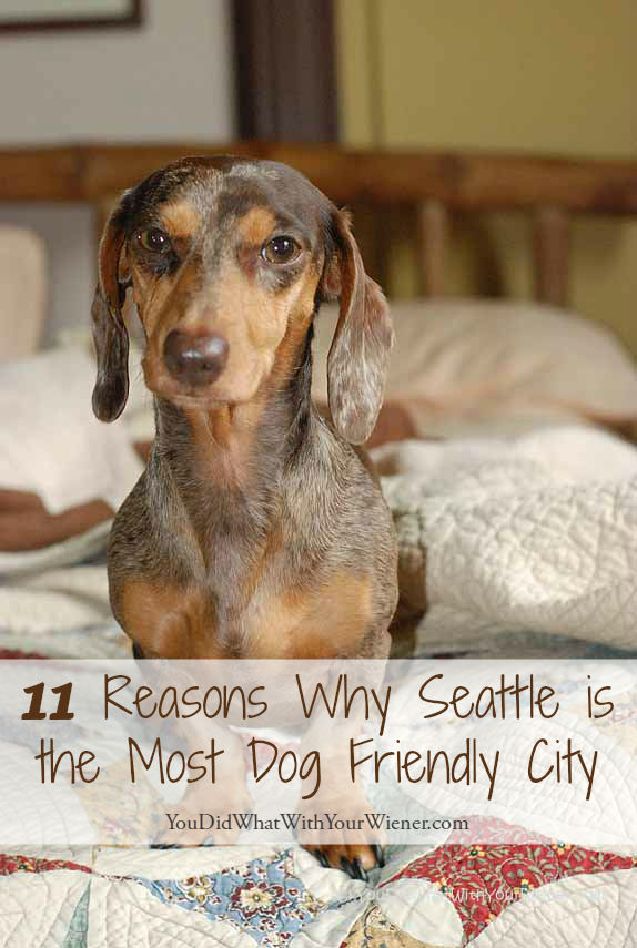 Seattle is a great city for dog lovers