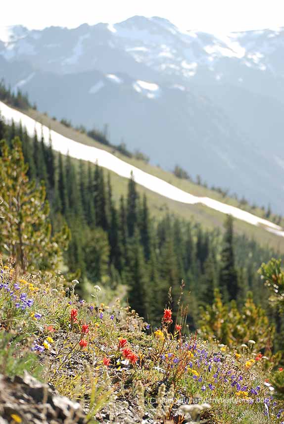 Marmot Pass View 2