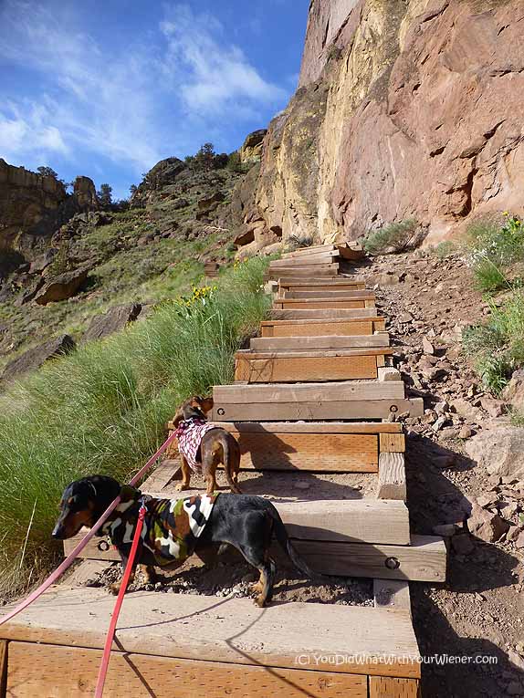 hiking dogs on misery ridge trail in Smith Rock State Park