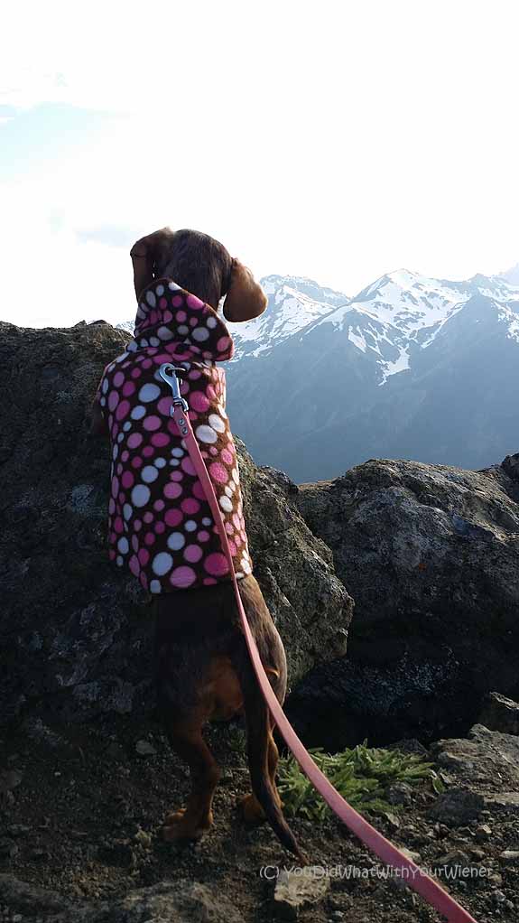 Dachshund looking at the Olympic Mountains from Marmot Pass