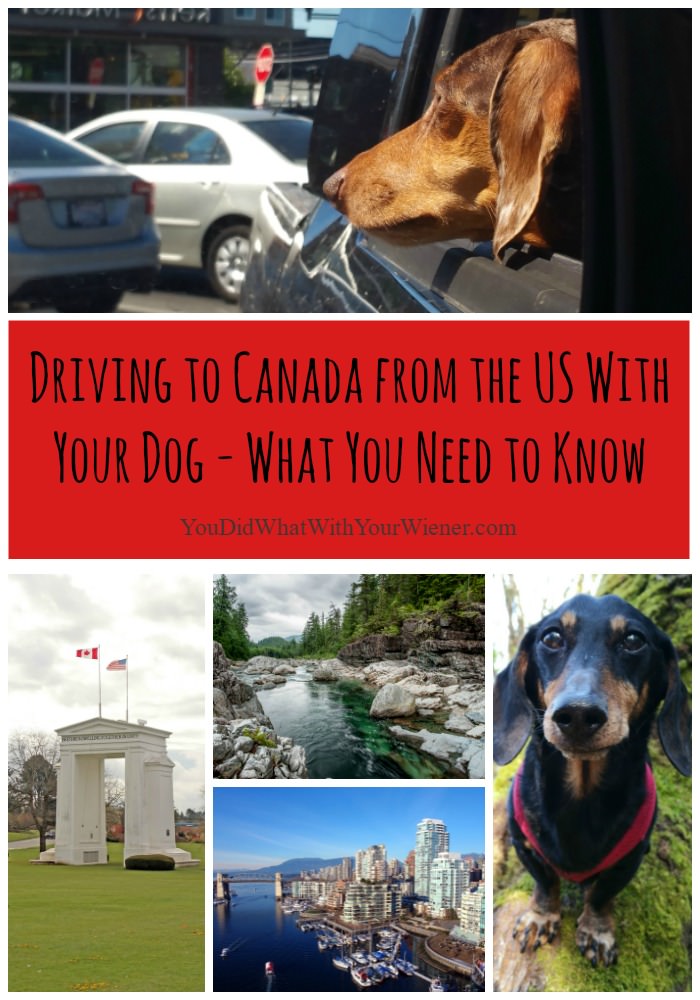 What you need to know about driving across the Canadian border with your dog