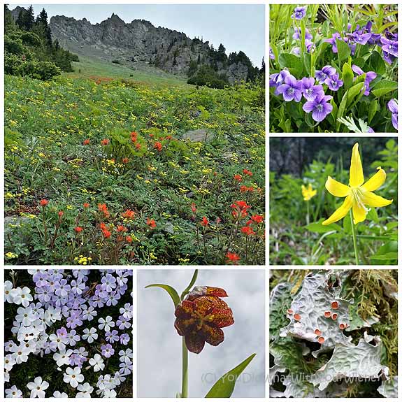 Wildflowers along the Upper Big Quilcene trail to Marmot Pass