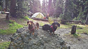 Dachshunds camping at Camp Mystery - Marmot Pass
