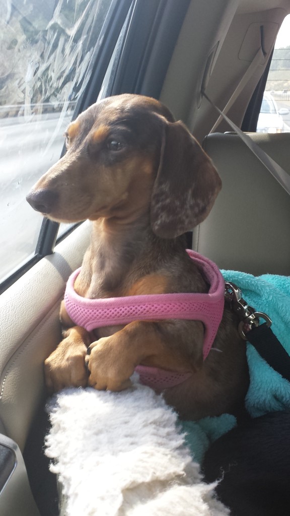 Gretel loves dog friendly vacations that include car rides