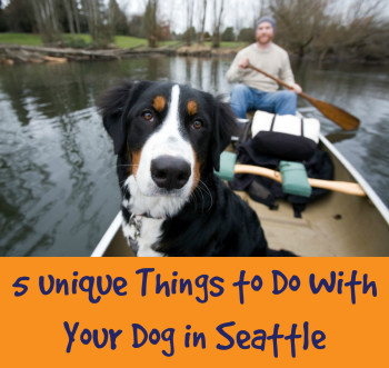 5 Unique Things to Do With Your Dog in Seattle