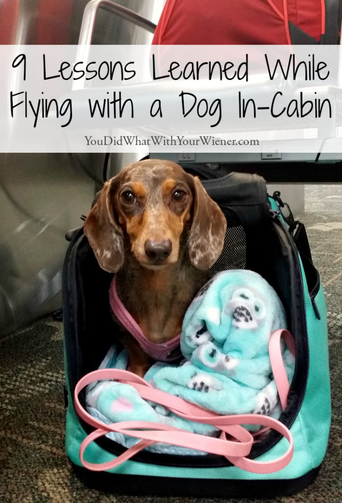 Lessons Learned While Flying With A Dog