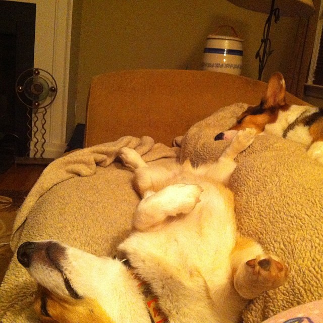 Barron and Earl Passed Out after a Hard Day at Work - Photo Courtesy 4 Paws Pottery