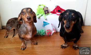Miniature Dachshunds with the Paws and Play Exclusively Toy Box