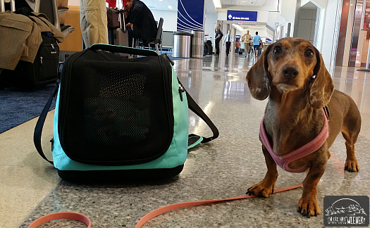 Sleepypod Air In-cabin Pet Carrier Review