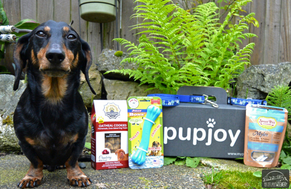 Chester with His PupJoy Box