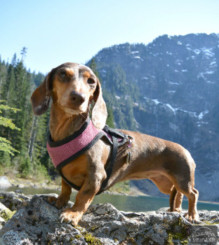 Gretel at Lake Twentytwo with Mount Pilchuck in the background