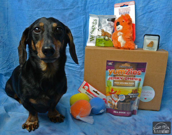 PawPals with Annie monthly dog box - Chester with his box