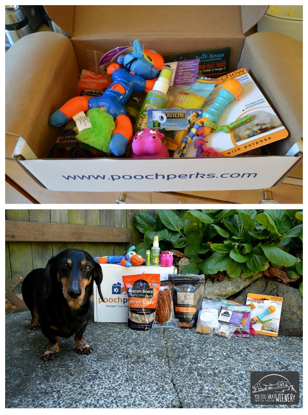 What's Inside Our Pooch Perks Subscription Box