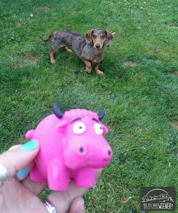 Pink Squeakie Cow from our Pooch Perks Subscription Box