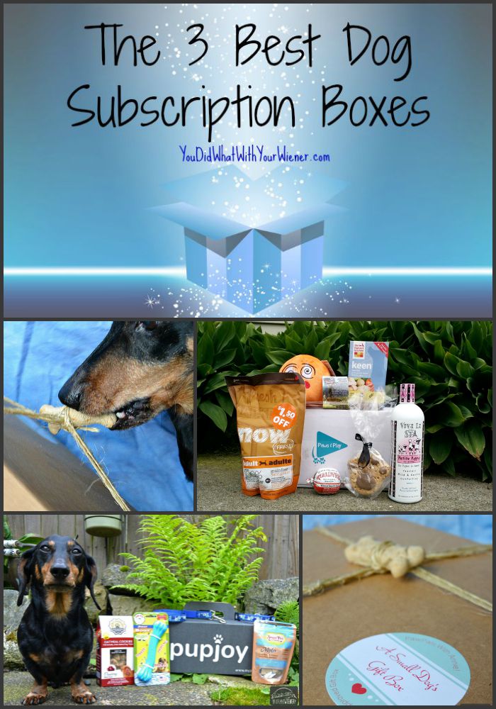 The Top 3 Subscription Boxes #dogtoys #dogtreats