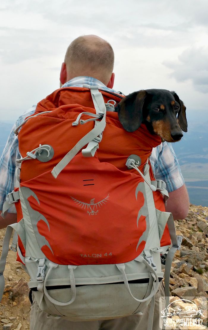 Chester the Dachshund being carried in an Osprey Talon backpack