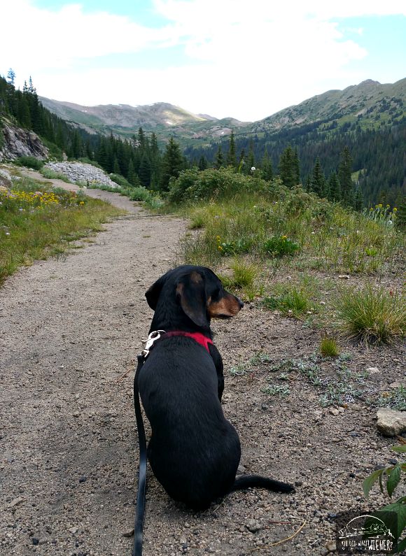 Chester enjoying the view on the Alpine Tunnel trail in Colorado