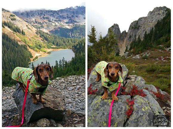 A 10 lb Dachshund hiking the Pacific Crest Trail to Chikamin Peak