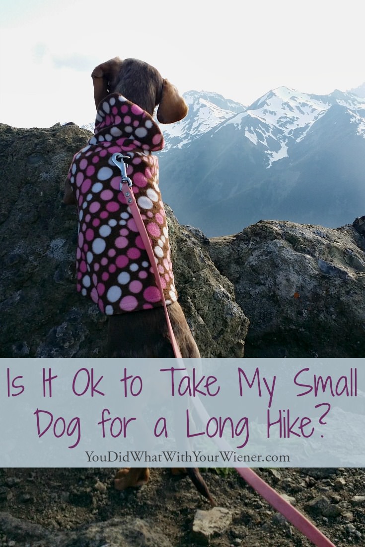 Little dogs can often hike longer than we think they can