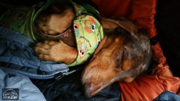 Camping with Dogs - Gretel Snuggled in the Tent