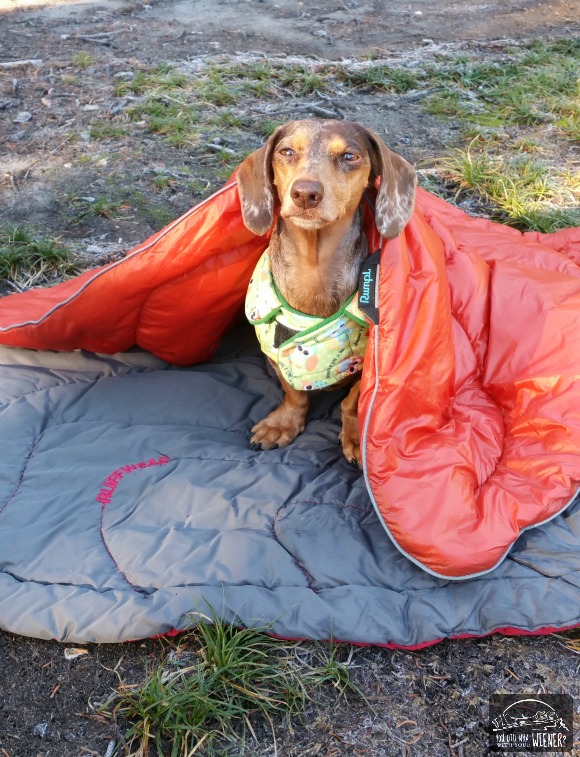 Camping with Dogs - Gretel's Camp Nest