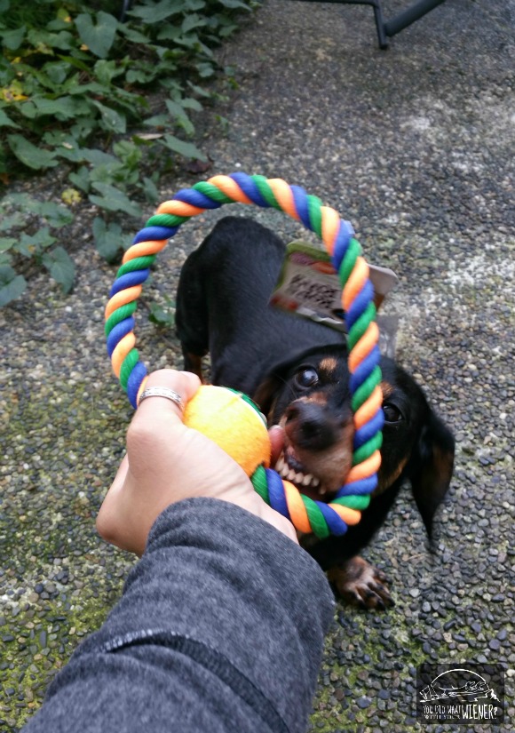 Chester tugging on the rope toy from our Oct Pooch Perks dog subscription box