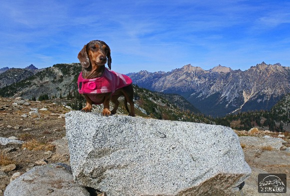 Worried whether your dog living with IVDD can hike again? Learn how we have adjusted Gretal's activity in lieu of her diagnosis.