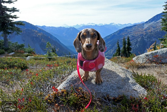 Gretel the Dachshund posing with the Interior of the North Cascades National Park in the Background