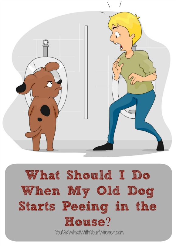 It can be frustrating when your senior dog starts to go potty in the house. Here are some things you can do.
