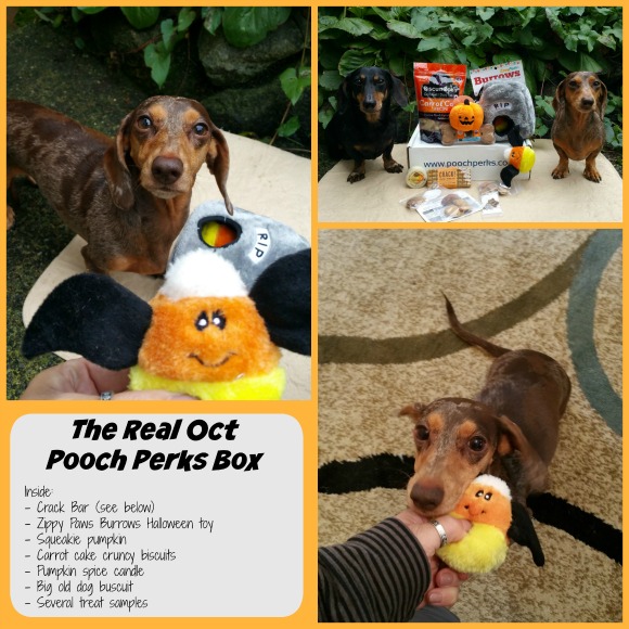  Oct Pooch Perks Subsciption Box
