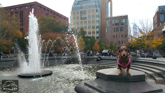 Gretel in Washington Square Park with the One World trade tower in the background