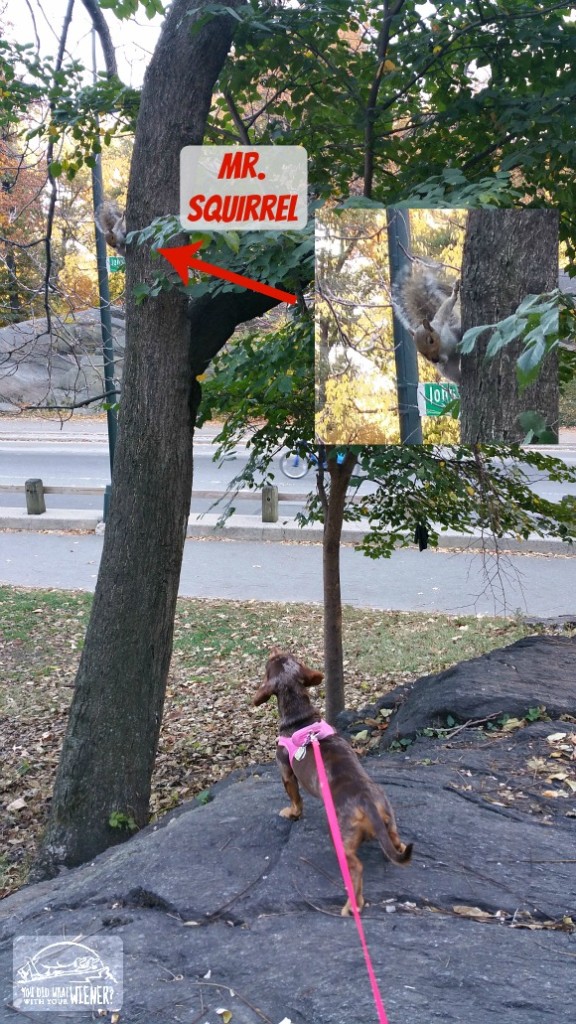 NYC - Central Park Squirrel
