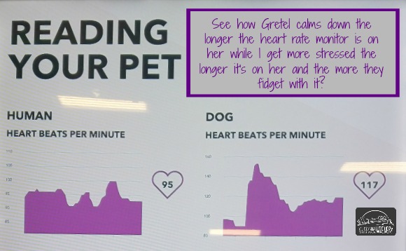 Better with Pets - Gretel's heart rate vs. mine