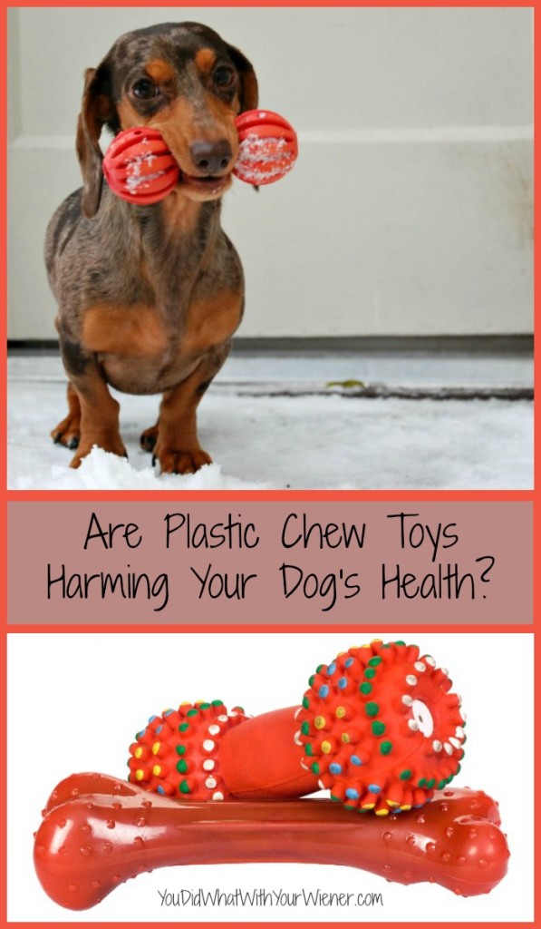 Plastic Chew Toys Could Be Harming YOur Dog