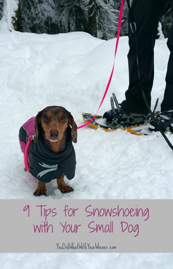 9 Tips for Snowshoeing with Your Small Dog