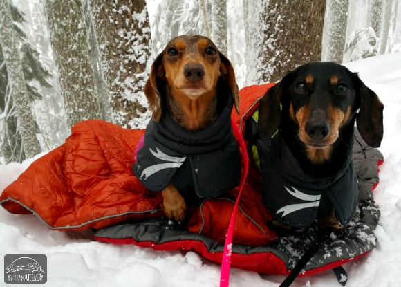 Chester and Gretel snuggled up for a break on our snowshoeing trip