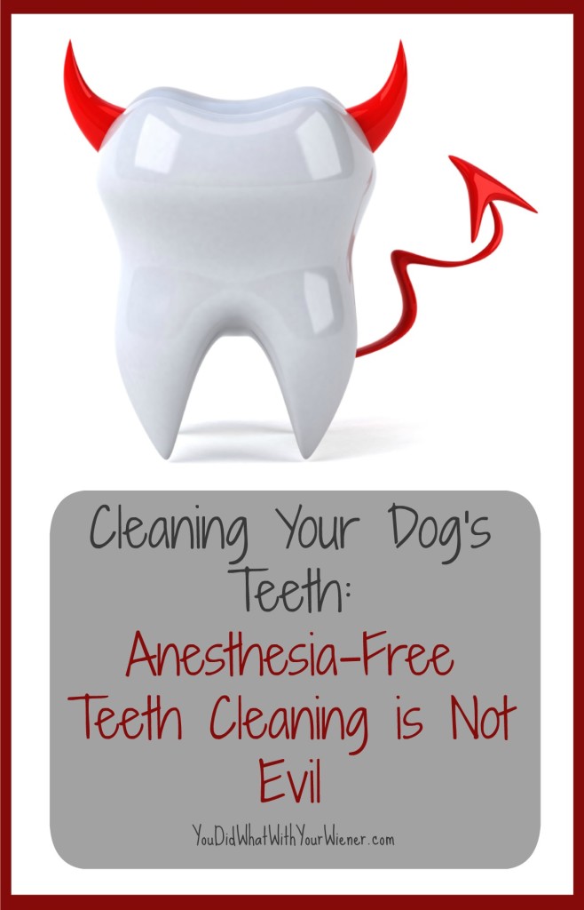 Anesthesia-free Teeth Cleaning Isn't Evil
